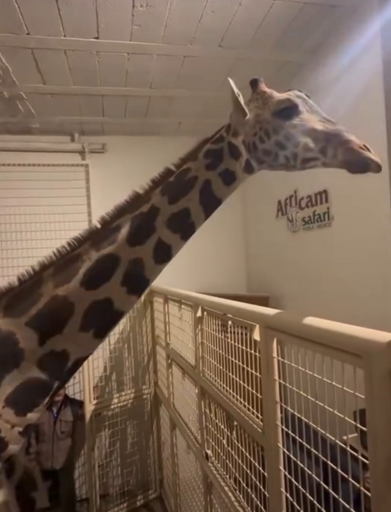 VIDEO: BENITO YA ESTÁ EN AFRICAM&nbsp;SAFARI