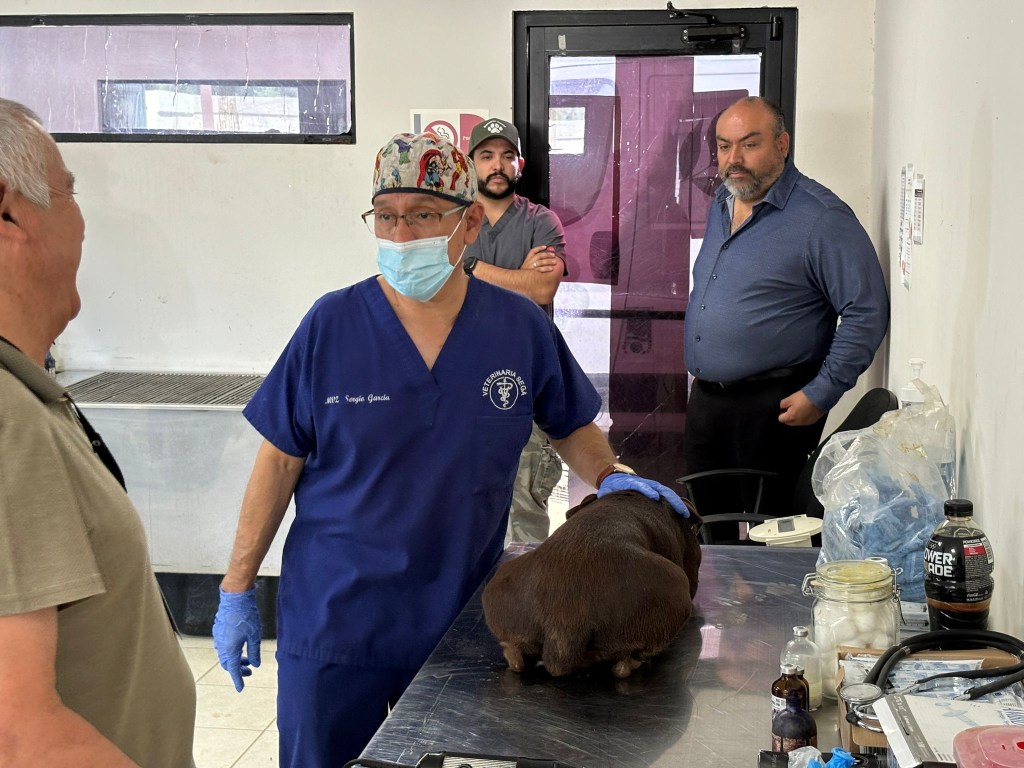 ESTERILIZA ECOLOGÍA A PERRITOS DEL&nbsp;RAMM