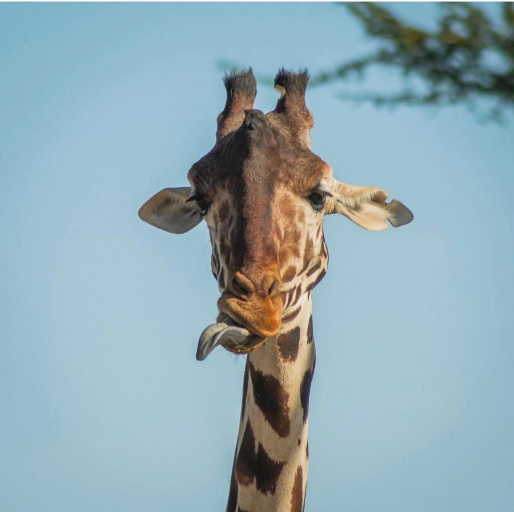 ¡BENITO REGALA UNAS HERMOSAS&nbsp;POSTALES!