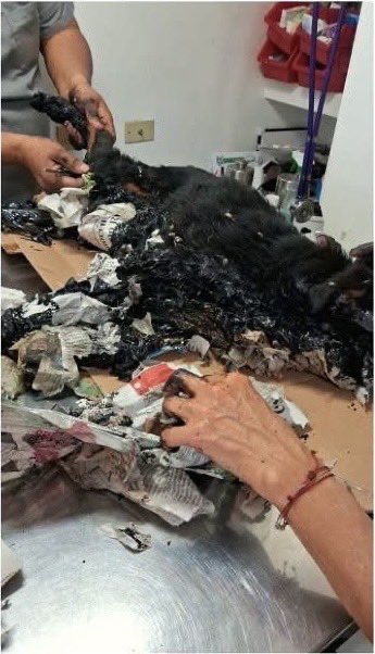 ‘TÓMESE BIEN LOS OVARIOS Y HAGA ALGO’: ARTURO ISLAS A MARU&nbsp;CAMPOS