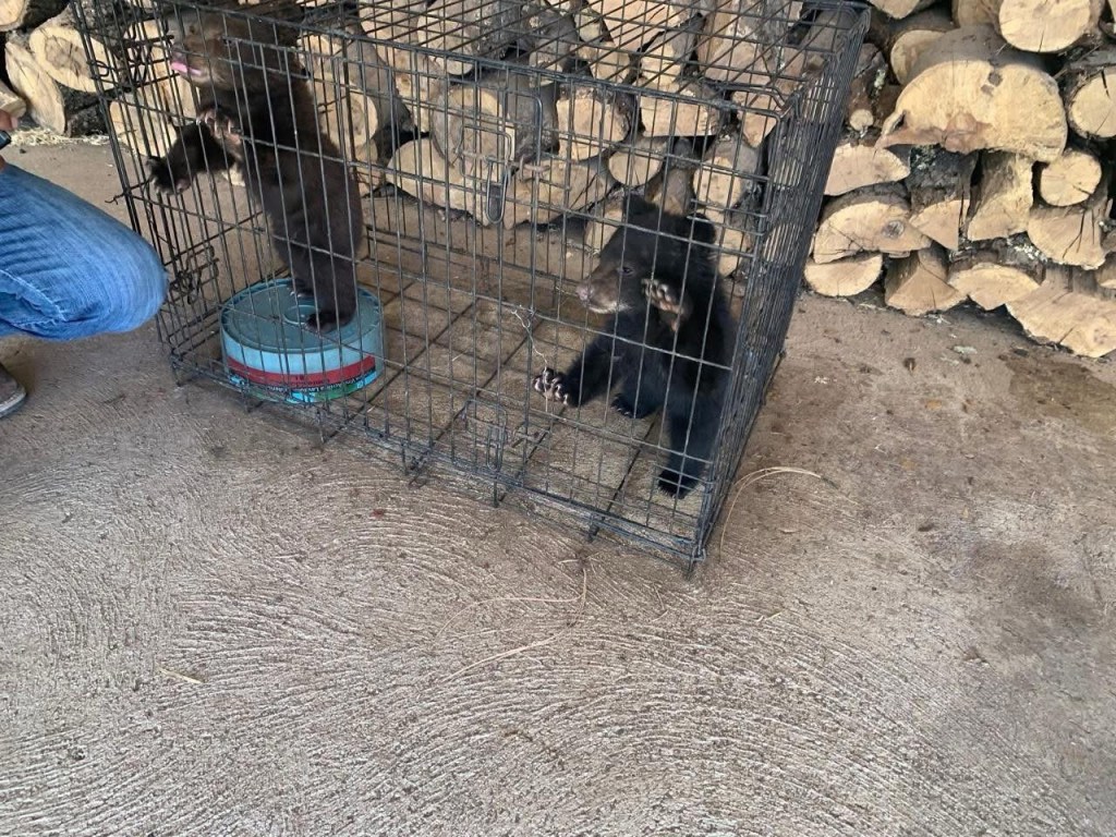 RESCATAN OSEZNOS EN LA SIERRA DE&nbsp;CHIHUAHUA