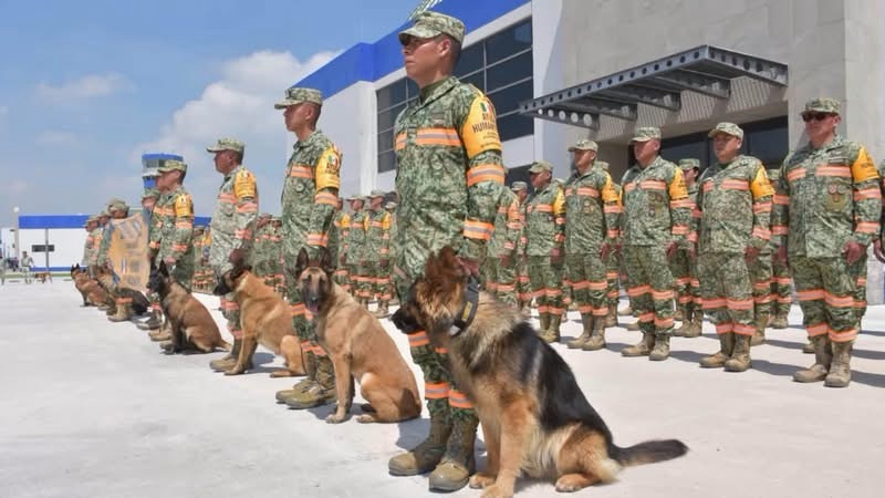 ¡FUERZA MÉXICO EN VENEZUELA! VALIENTES BINOMIOS CANINOS SALVAN VIDAS ENTRE ESCOMBROS